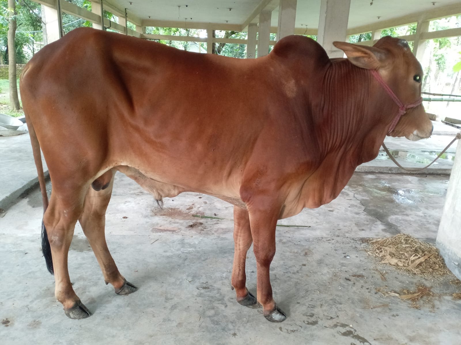 Cow IC-09 in the fattening shed