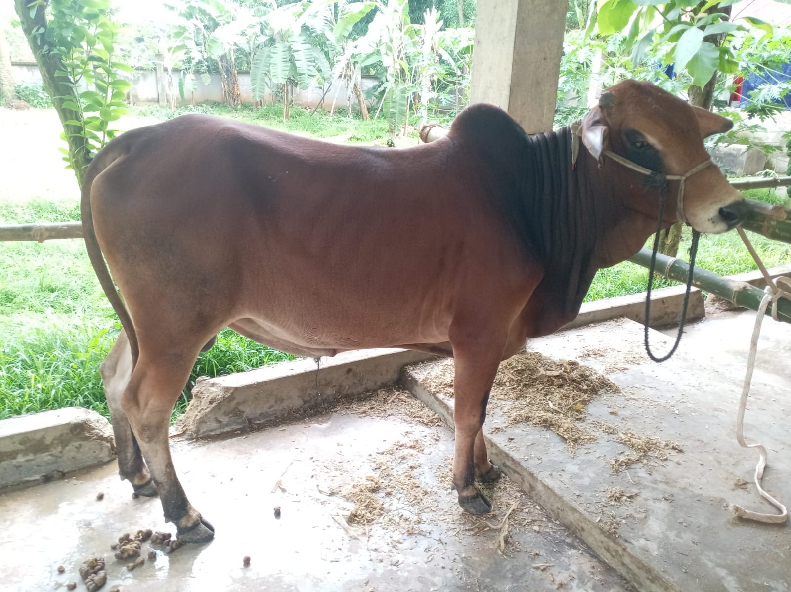 A cow from the pilot herd in the fattening shed