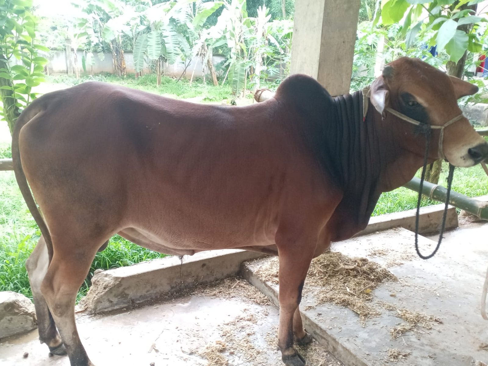 A red-brown cow of the pilot herd standing in the fattening shed, with banana trees and grass behind it.