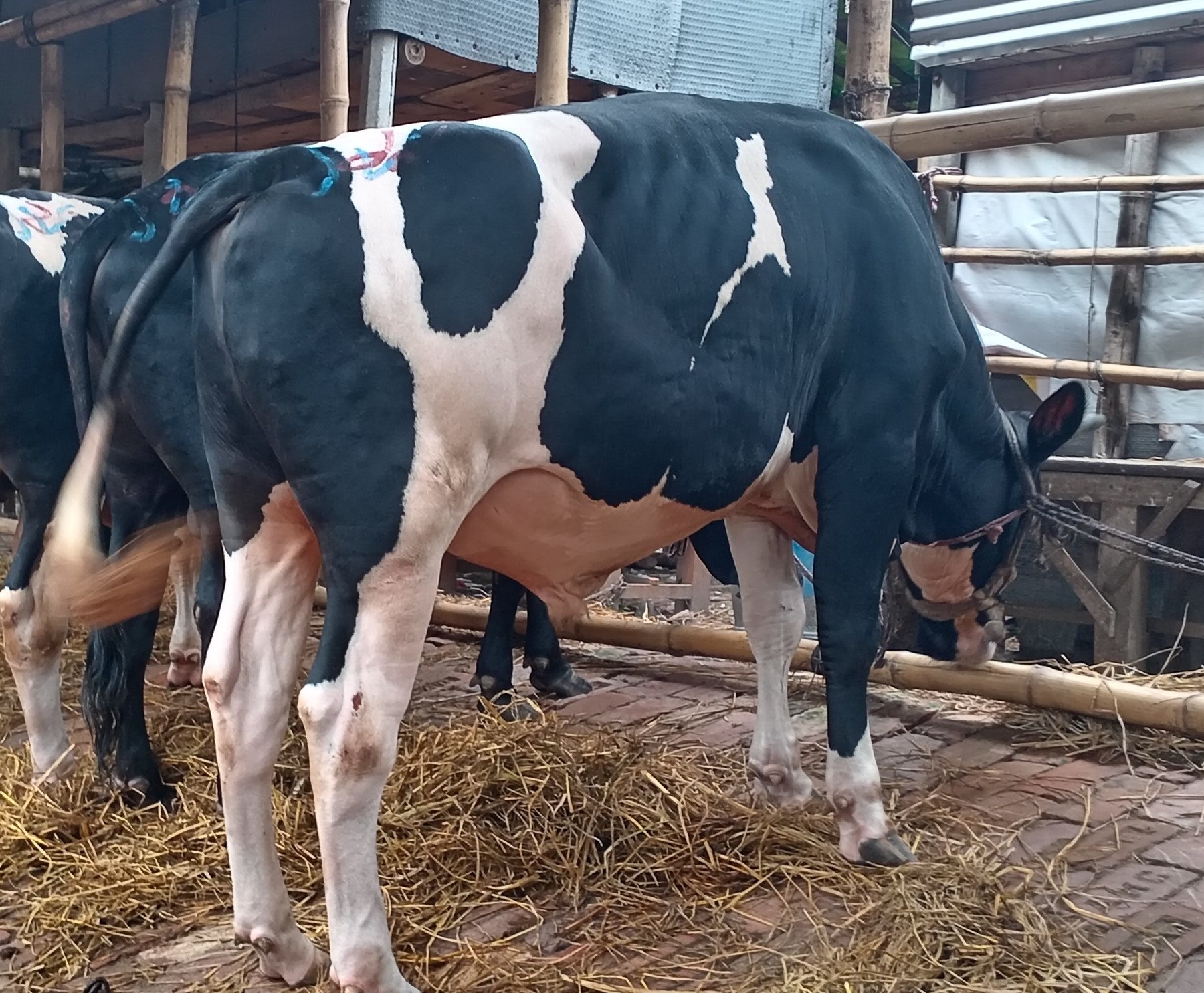 Cow IC-17 in the pilot herd, photographed from the side at registration